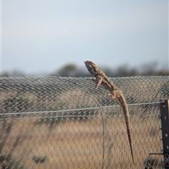 Pogona vitticeps (Central Bearded Dragon) at Tibooburra, NSW - 16 Nov 2024 by Darcy