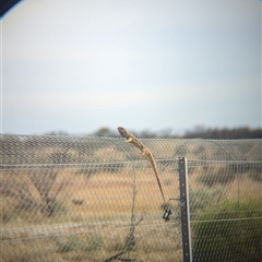 Pogona vitticeps at Tibooburra, NSW - 16 Nov 2024 08:32 AM