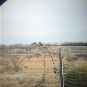 Pogona vitticeps at Tibooburra, NSW - 16 Nov 2024 08:32 AM