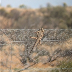 Pogona vitticeps at Tibooburra, NSW - 16 Nov 2024