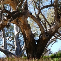 Eucalyptus camaldulensis (River Red Gum) at Brewarrina, NSW - 12 Aug 2020 by MB