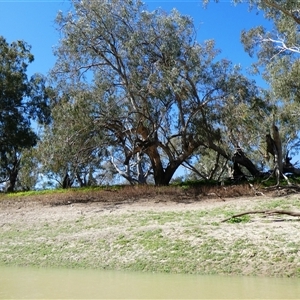 Eucalyptus camaldulensis at suppressed - suppressed