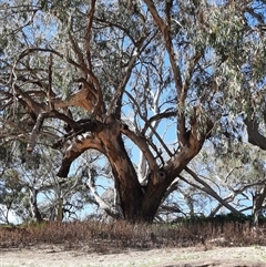 Eucalyptus camaldulensis at suppressed - suppressed