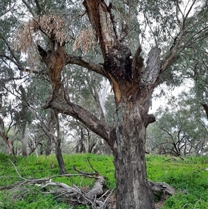 Eucalyptus camaldulensis at suppressed - suppressed