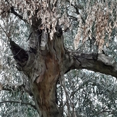Eucalyptus camaldulensis at suppressed - suppressed