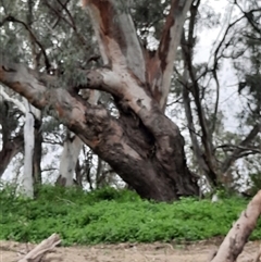 Eucalyptus sp. at Brewarrina, NSW - 11 Aug 2020 by MB