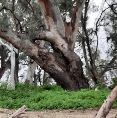 Eucalyptus camaldulensis (River Red Gum) at Brewarrina, NSW - 11 Aug 2020 by MB