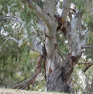 Eucalyptus camaldulensis at suppressed - suppressed