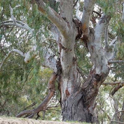 Eucalyptus sp. at Brewarrina, NSW - 12 Aug 2020 by MB