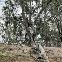 Eucalyptus camaldulensis at suppressed - suppressed