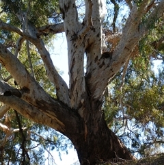 Eucalyptus sp. at Brewarrina, NSW - 13 Aug 2020 by MB