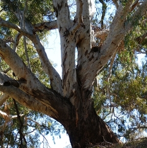 Eucalyptus camaldulensis at suppressed - suppressed