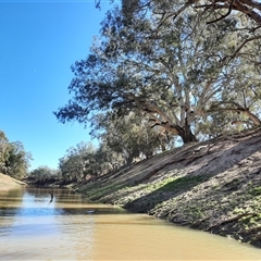 Eucalyptus camaldulensis at suppressed - suppressed