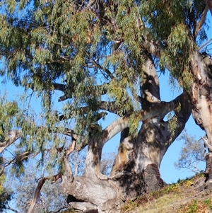 Eucalyptus sp. at Bourke, NSW by MB