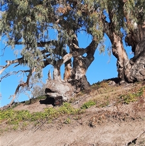 Eucalyptus camaldulensis at suppressed - 17 Aug 2020