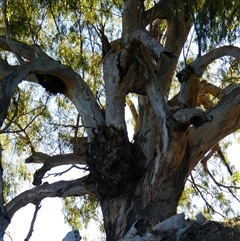 Eucalyptus camaldulensis (River Red Gum) at Bourke, NSW - 17 Aug 2020 by MB