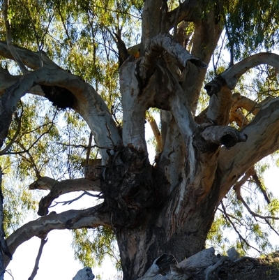 Eucalyptus sp. at Bourke, NSW - 16 Aug 2020 by MB