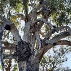 Eucalyptus camaldulensis at suppressed - suppressed