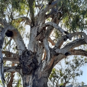 Eucalyptus camaldulensis at suppressed - suppressed