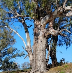 Eucalyptus camaldulensis (River Red Gum) at Bourke, NSW - 17 Aug 2020 by MB