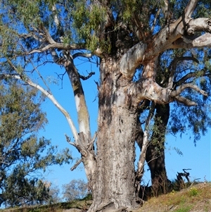 Eucalyptus camaldulensis at suppressed - suppressed