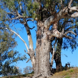 Eucalyptus sp. at Bourke, NSW by MB