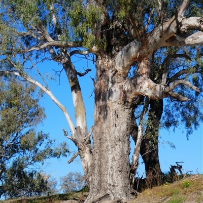 Eucalyptus camaldulensis (River Red Gum) at Bourke, NSW - 17 Aug 2020 by MB