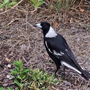 Gymnorhina tibicen at Braidwood, NSW - 17 Nov 2024