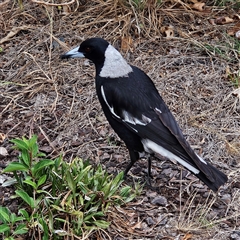 Gymnorhina tibicen at Braidwood, NSW - 17 Nov 2024