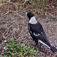 Gymnorhina tibicen at Braidwood, NSW - 17 Nov 2024