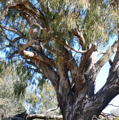 Eucalyptus camaldulensis (River Red Gum) at Bourke, NSW - 17 Aug 2020 by MB