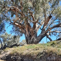 Eucalyptus camaldulensis at suppressed - suppressed