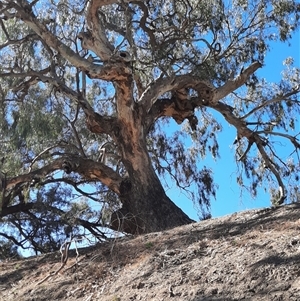 Eucalyptus camaldulensis at suppressed - suppressed