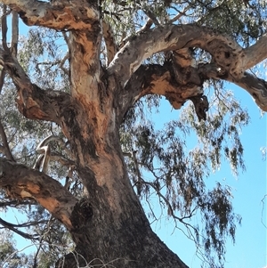 Eucalyptus camaldulensis at suppressed - 17 Aug 2020