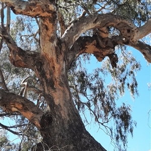 Eucalyptus camaldulensis at suppressed - suppressed