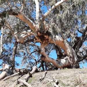 Eucalyptus camaldulensis at suppressed - suppressed