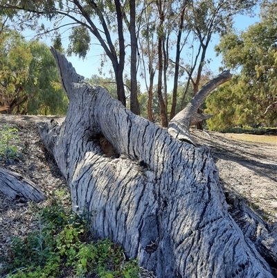 Eucalyptus sp. (A Gum Tree) at North Bourke, NSW - 17 Aug 2020 by MB