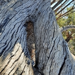 Eucalyptus sp. at North Bourke, NSW - suppressed