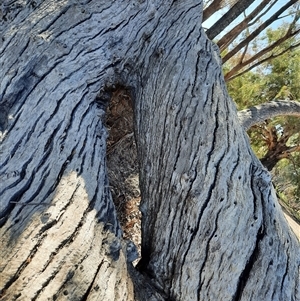 Eucalyptus sp. at North Bourke, NSW - suppressed