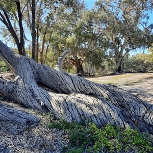 Eucalyptus sp. at North Bourke, NSW - suppressed