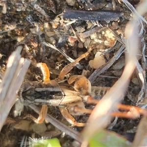 Brachyexarna lobipennis at Mount Fairy, NSW - 16 Nov 2024 06:01 PM