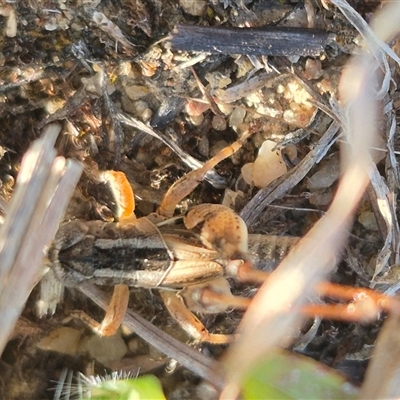 Brachyexarna lobipennis (Stripewinged meadow grasshopper) at Mount Fairy, NSW - 16 Nov 2024 by clarehoneydove
