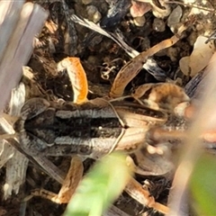 Brachyexarna lobipennis at Mount Fairy, NSW - 16 Nov 2024 06:01 PM