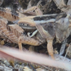 Brachyexarna lobipennis at Mount Fairy, NSW - 16 Nov 2024 06:01 PM