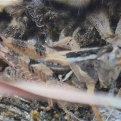 Brachyexarna lobipennis at Mount Fairy, NSW - 16 Nov 2024 06:01 PM