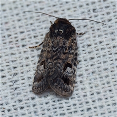 Thoracolopha verecunda (A Noctuid moth (Acronictinae)) at Harrison, ACT - 12 Nov 2024 by DPRees125