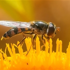 Melangyna sp. (genus) (Hover Fly) at Acton, ACT - 14 Nov 2024 by WHall