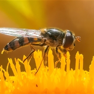 Melangyna sp. (genus) at Acton, ACT - 14 Nov 2024