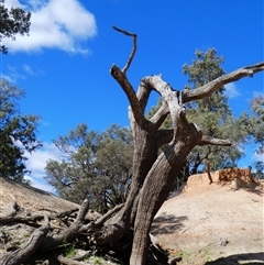 Eucalyptus sp. (A Gum Tree) at Gunderbooka, NSW - 21 Aug 2020 by MB