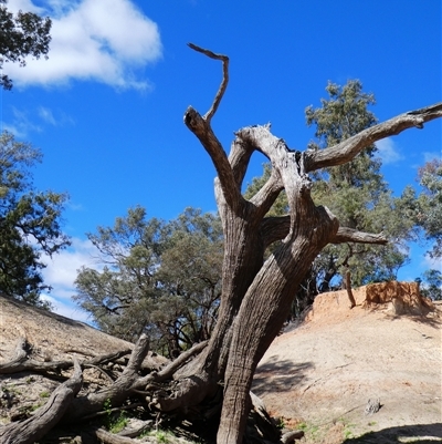 Eucalyptus sp. (A Gum Tree) at Gunderbooka, NSW - 21 Aug 2020 by MB